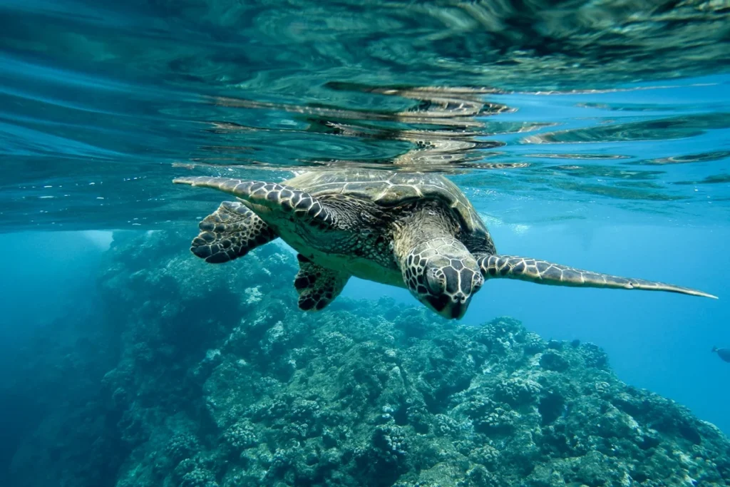 Estudo revela que tartarugas-verde seguem campo magnético, mas fazem longos desvios no oceano