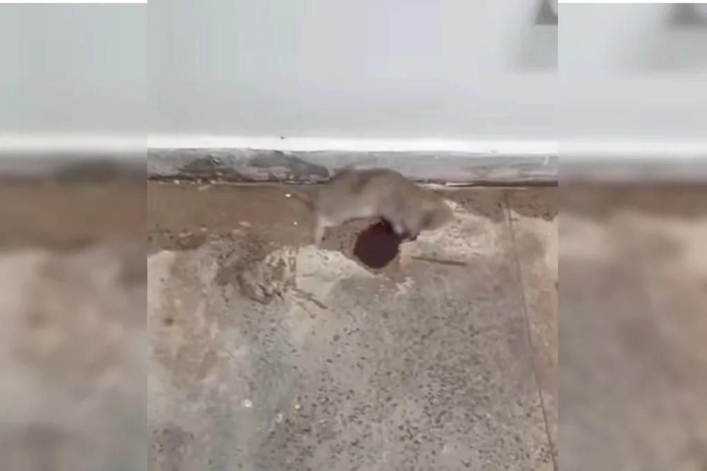 Infestação de ratos força interdição de andar no Bloco F da Esplanada