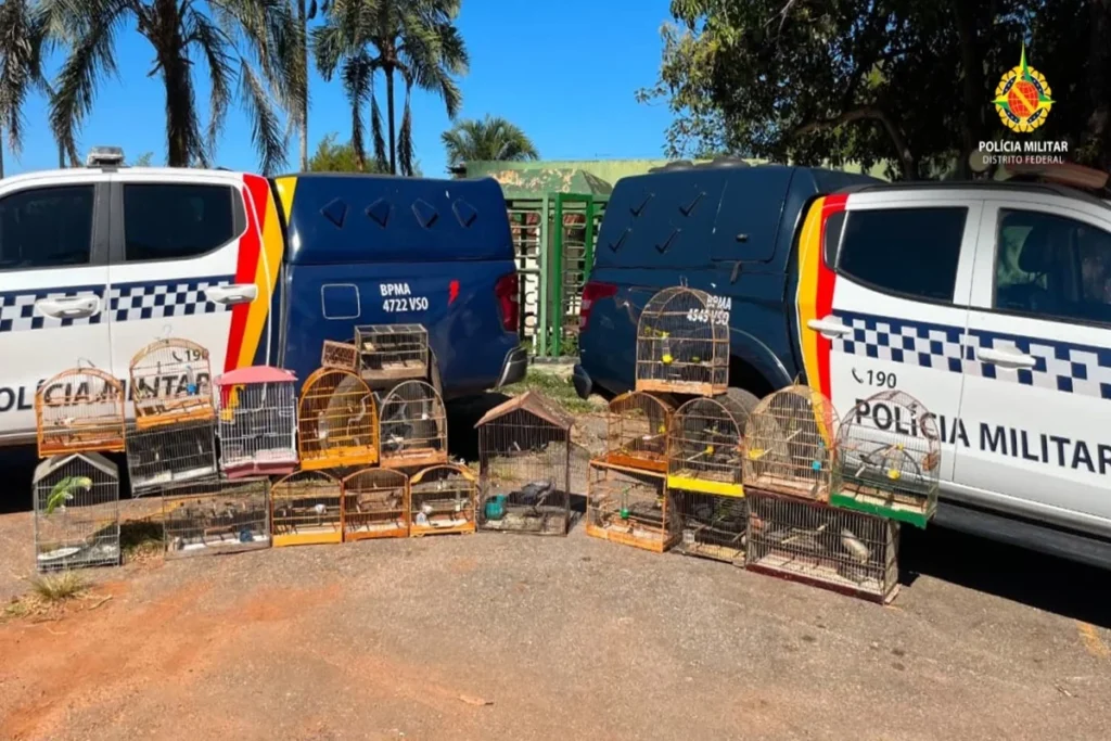 PMDF apreende 22 aves silvestres mantidas ilegalmente em residências do Gama