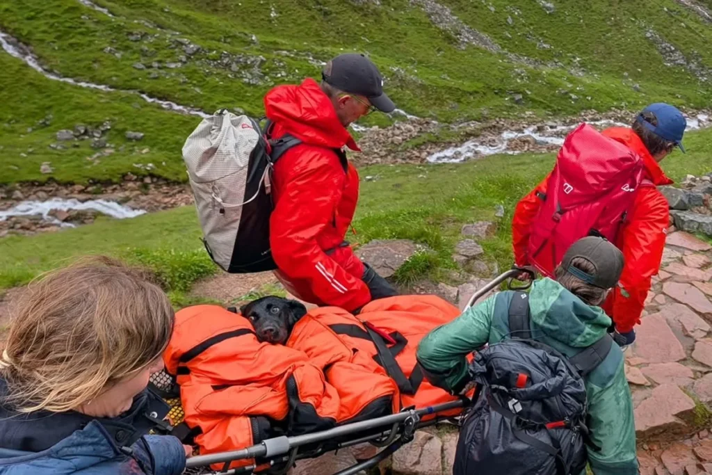 Cachorra é salva no Ben Nevis após passar mal por suposta ingestão de maconha
