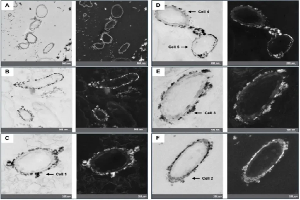 Bactérias anaeróbias estabilizam urânio tóxico em água de mina alemã, revela pesquisa
