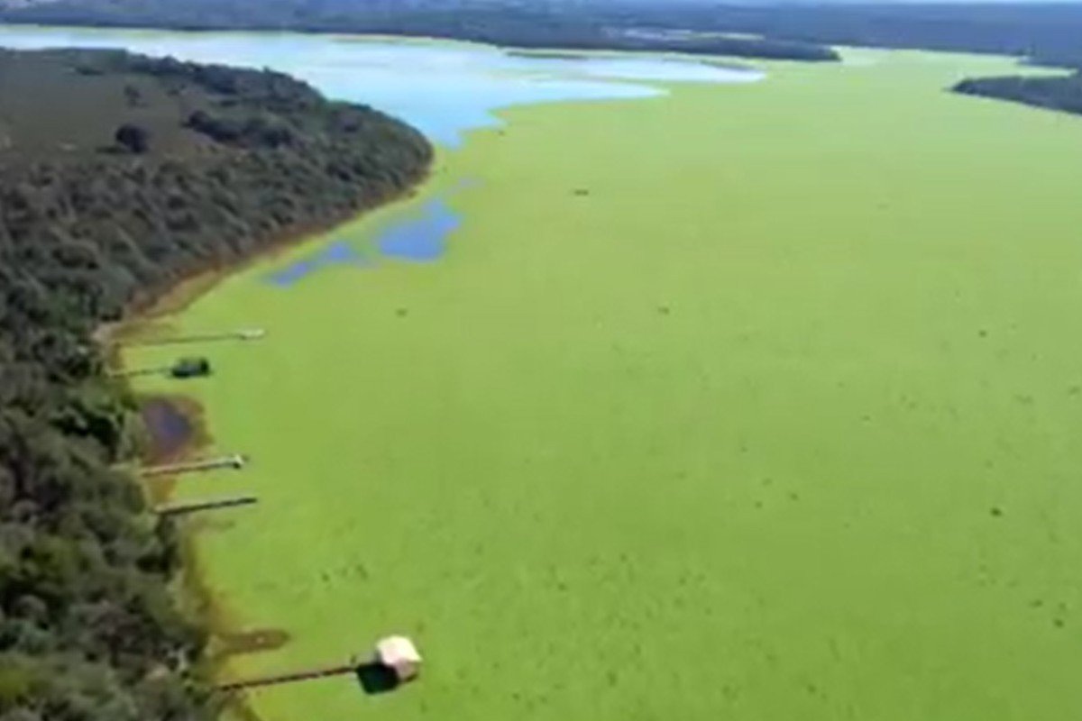Tapete de “alfaces-d’água” já cobre um quarto da represa do Mimoso e paralisa turismo, pesca e comércio em Ribas do Rio Pardo - Imagem do artigo