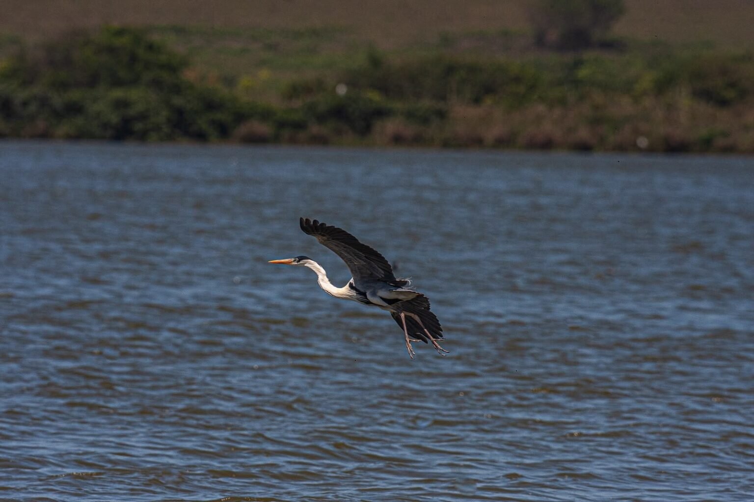 Macaé reforça combate à caça com nova placa no Mirante da Lagoa