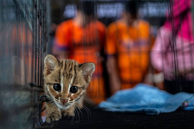 Redes sociais viram vitrine global para tráfico de animais e plantas ameaçados - Imagem do artigo original