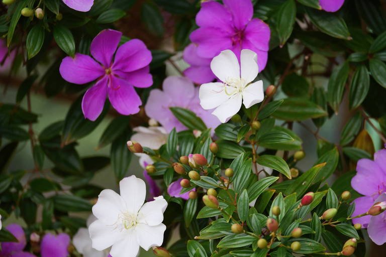Flores que mudam de cor: cuidados essenciais para um manacá-da-serra vibrante - Imagem do artigo original